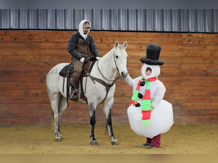 American Quarter Horse Gelding 8 years 15,1 hh Grey in Clarion