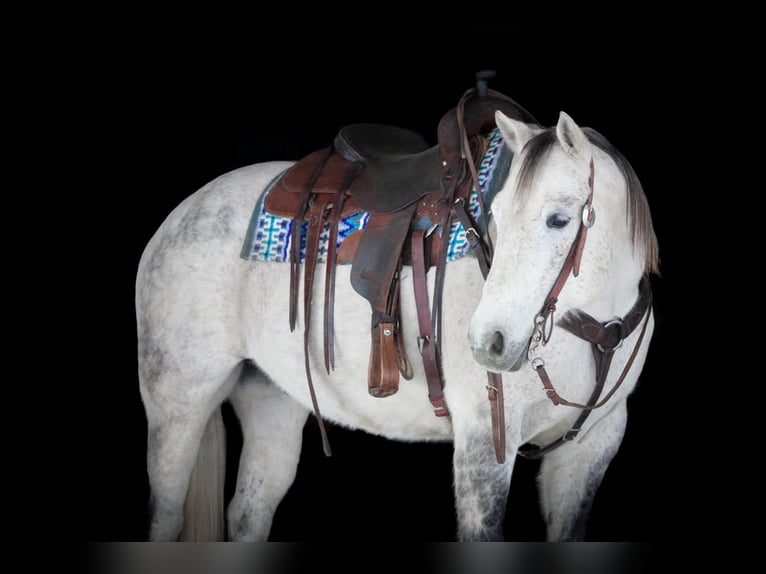 American Quarter Horse Gelding 8 years 15,1 hh Grey in Clarion