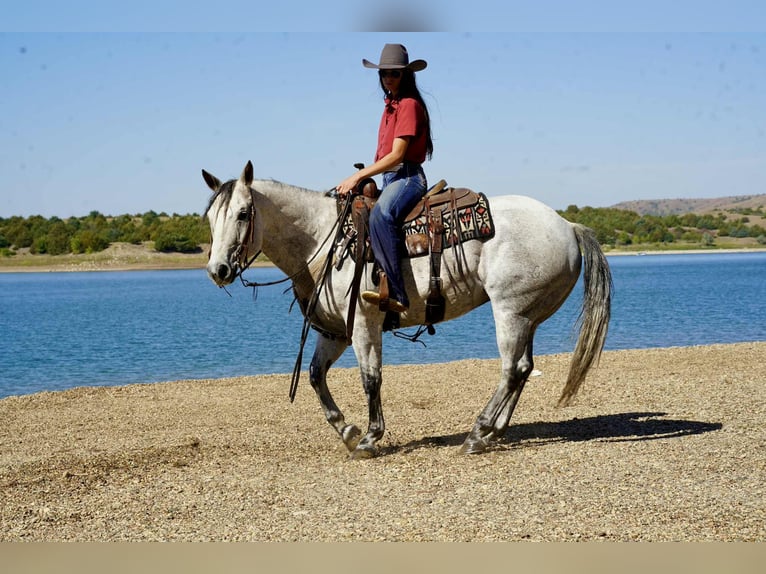 American Quarter Horse Gelding 8 years 15,1 hh Grey in Corsica