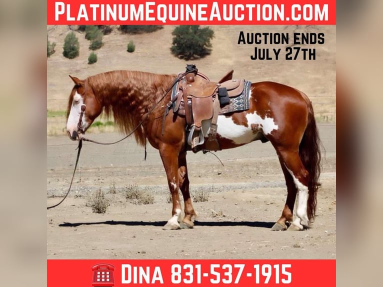 American Quarter Horse Gelding 8 years 15,1 hh Overo-all-colors in Paicines CA