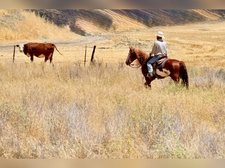 American Quarter Horse Gelding 8 years 15,1 hh Overo-all-colors in Paicines CA
