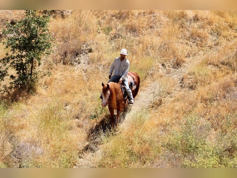 American Quarter Horse Gelding 8 years 15,1 hh Overo-all-colors in Paicines CA