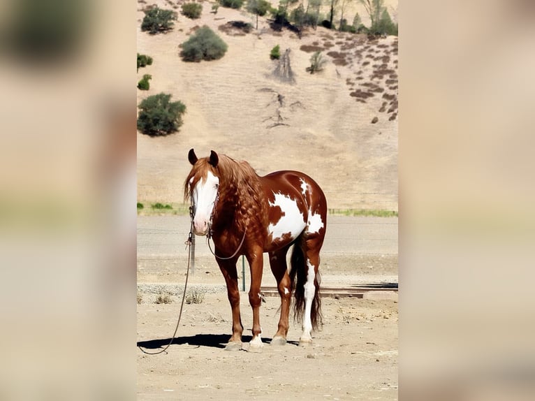 American Quarter Horse Gelding 8 years 15,1 hh Overo-all-colors in Paicines CA