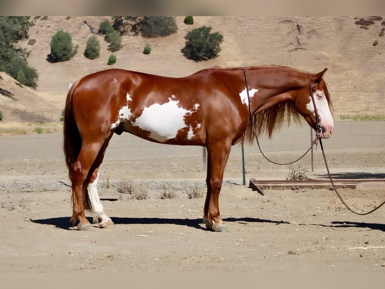 American Quarter Horse Gelding 8 years 15,1 hh Overo-all-colors in Paicines CA