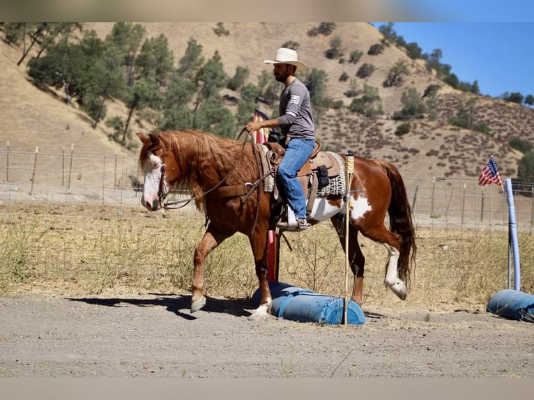 American Quarter Horse Gelding 8 years 15,1 hh Overo-all-colors in Paicines CA