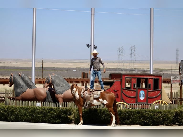American Quarter Horse Gelding 8 years 15,1 hh Overo-all-colors in Paicines CA