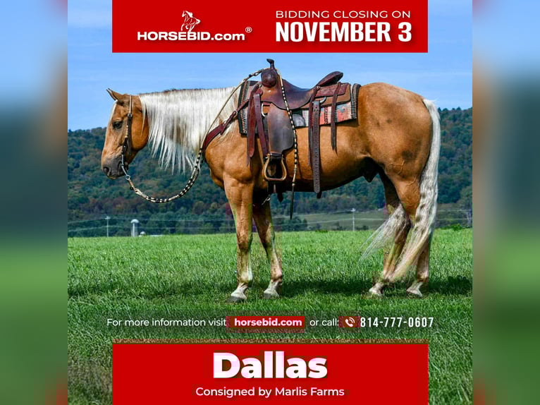 American Quarter Horse Gelding 8 years 15,1 hh Palomino in Rebersburg