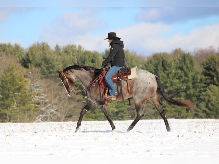 American Quarter Horse Gelding 8 years 15,1 hh Roan-Bay in Clarion