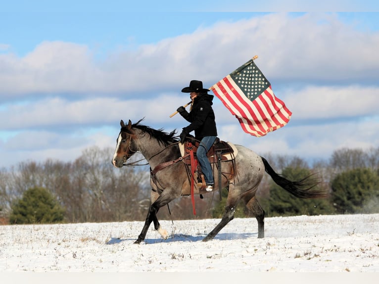 American Quarter Horse Gelding 8 years 15,1 hh Roan-Bay in Clarion