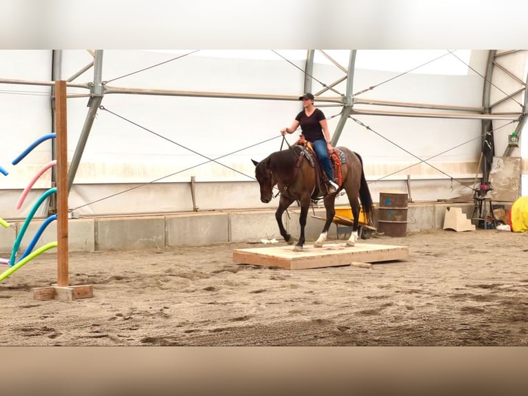 American Quarter Horse Gelding 8 years 15,1 hh Roan-Bay in Saint Anthony, ID