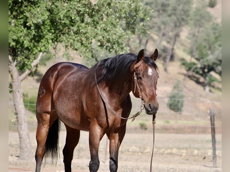 American Quarter Horse Gelding 8 years 15,1 hh Roan-Bay in King City CA