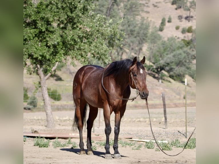 American Quarter Horse Gelding 8 years 15,1 hh Roan-Bay in King City CA