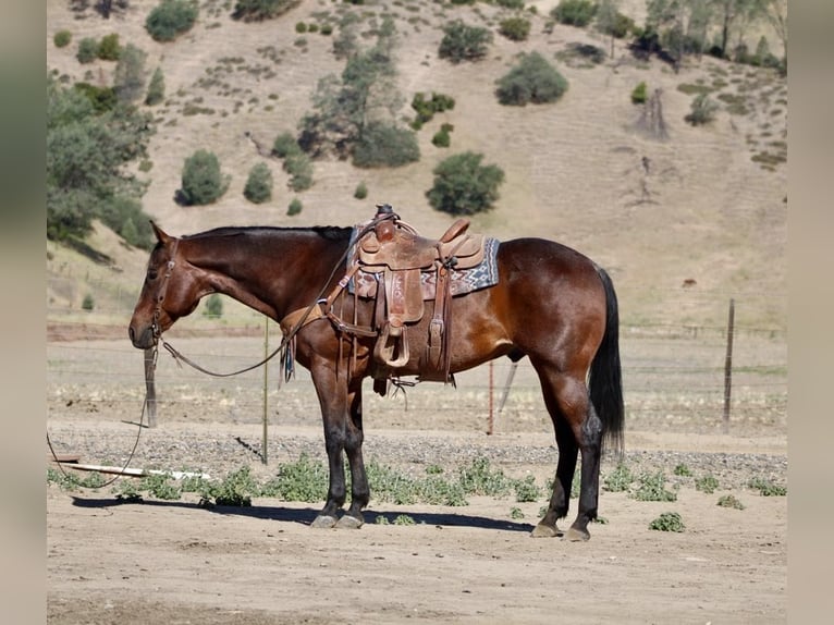 American Quarter Horse Gelding 8 years 15,1 hh Roan-Bay in King City CA