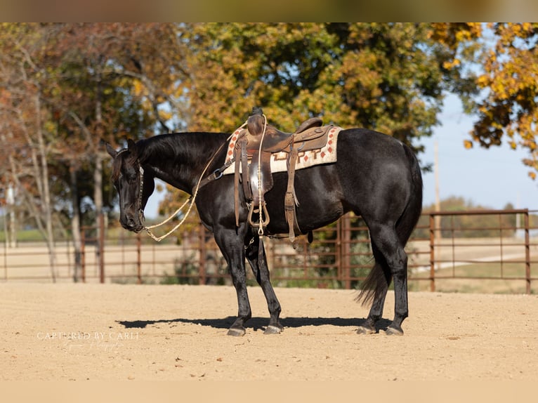 American Quarter Horse Gelding 8 years 15,1 hh Roan-Blue in Lewistown