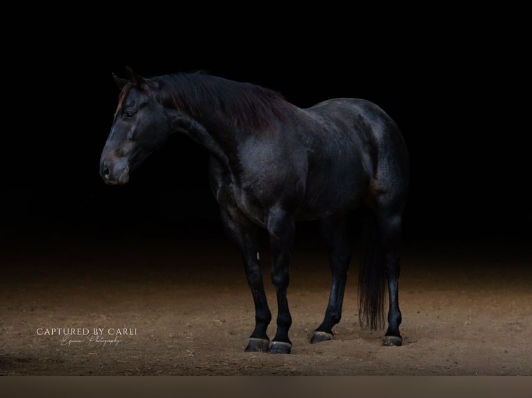 American Quarter Horse Gelding 8 years 15,1 hh Roan-Blue in Lewistown