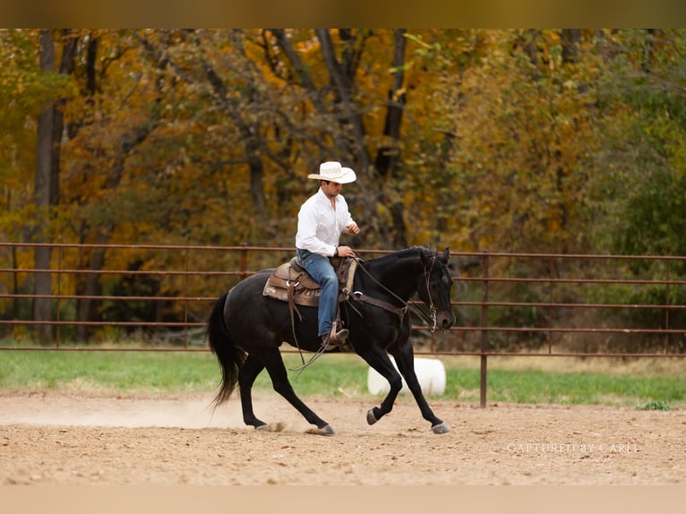 American Quarter Horse Gelding 8 years 15,1 hh Roan-Blue in Lewistown