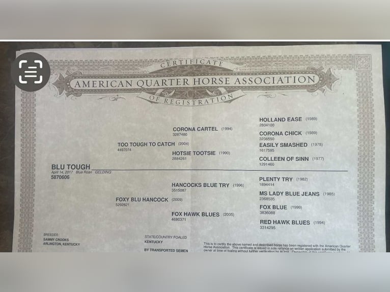 American Quarter Horse Gelding 8 years 15,1 hh Roan-Blue in Paicines CA