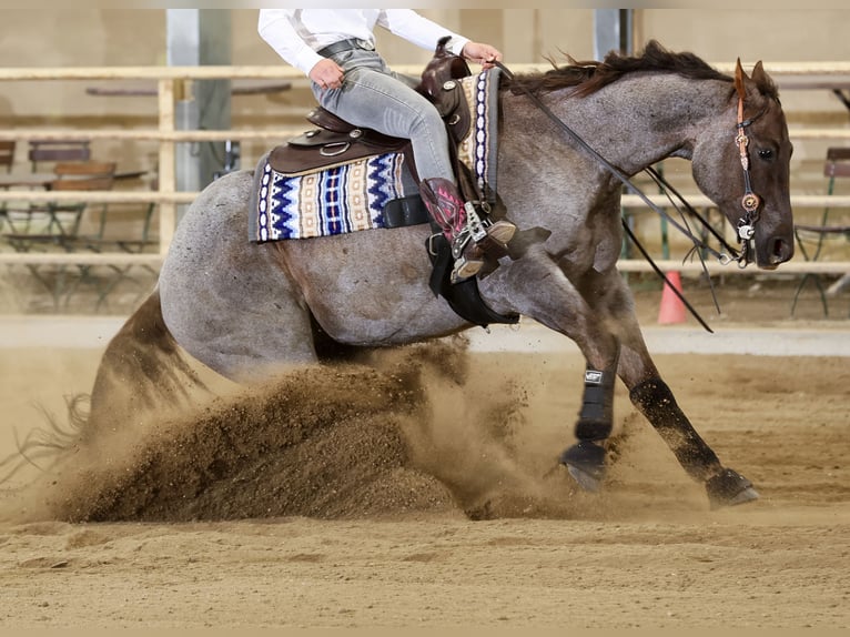 American Quarter Horse Gelding 8 years 15,1 hh Roan-Red in Ober&#xF6;sterreich