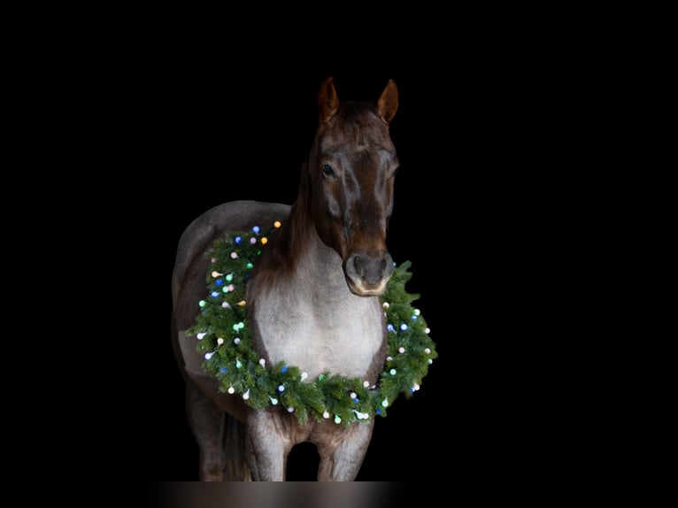 American Quarter Horse Gelding 8 years 15,1 hh Roan-Red in Ober&#xF6;sterreich