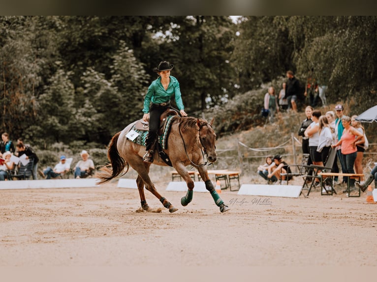 American Quarter Horse Gelding 8 years 15,1 hh Roan-Red in Ober&#xF6;sterreich