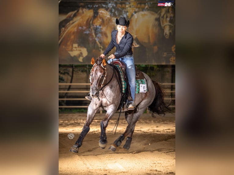 American Quarter Horse Gelding 8 years 15,1 hh Roan-Red in Ober&#xF6;sterreich
