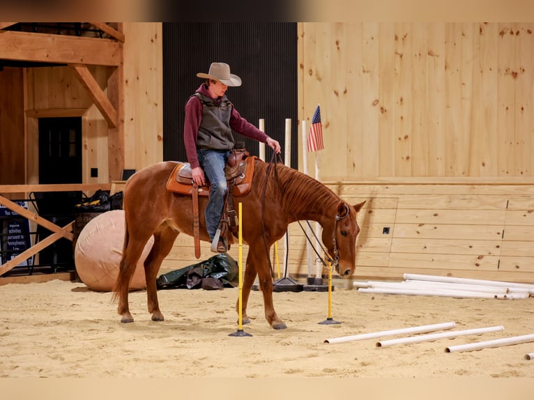 American Quarter Horse Gelding 8 years 15,1 hh Roan-Red in Needmore
