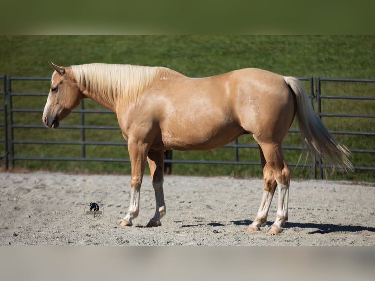 American Quarter Horse Gelding 8 years 15,1 hh in Fredericksburg