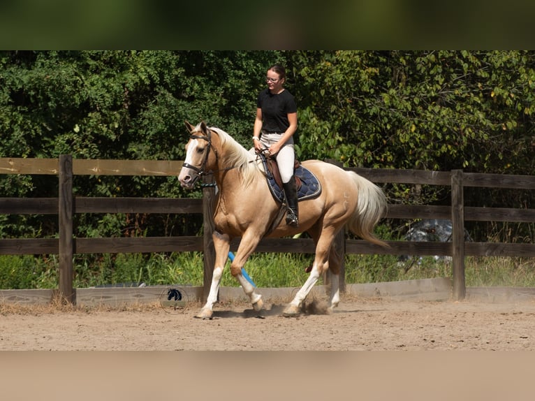 American Quarter Horse Gelding 8 years 15,1 hh in Fredericksburg