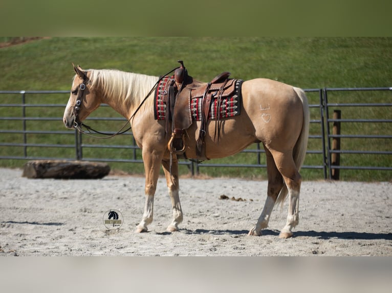 American Quarter Horse Gelding 8 years 15,1 hh in Fredericksburg