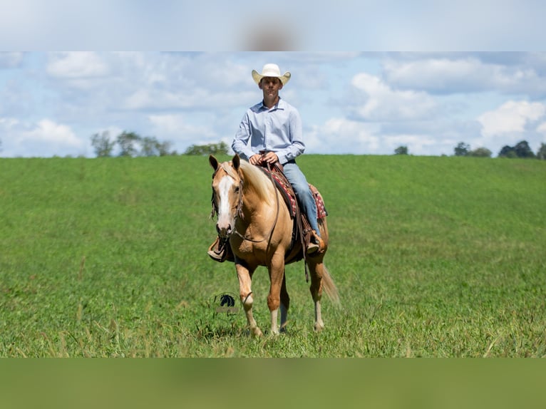 American Quarter Horse Gelding 8 years 15,1 hh in Fredericksburg