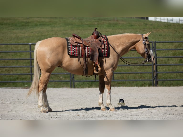 American Quarter Horse Gelding 8 years 15,1 hh in Fredericksburg