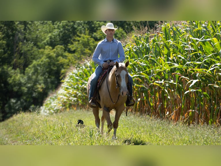 American Quarter Horse Gelding 8 years 15,1 hh in Fredericksburg