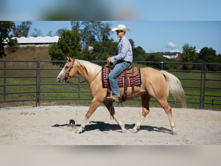 American Quarter Horse Gelding 8 years 15,1 hh in Fredericksburg
