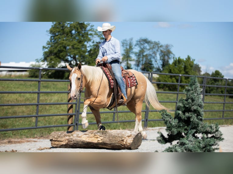 American Quarter Horse Gelding 8 years 15,1 hh in Fredericksburg