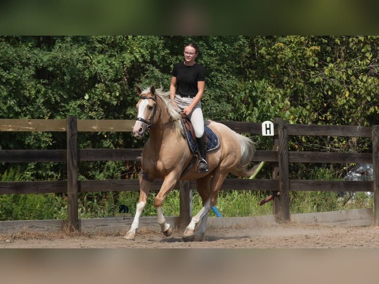 American Quarter Horse Gelding 8 years 15,1 hh in Fredericksburg