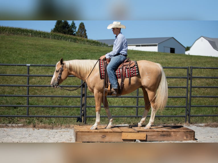 American Quarter Horse Gelding 8 years 15,1 hh in Fredericksburg