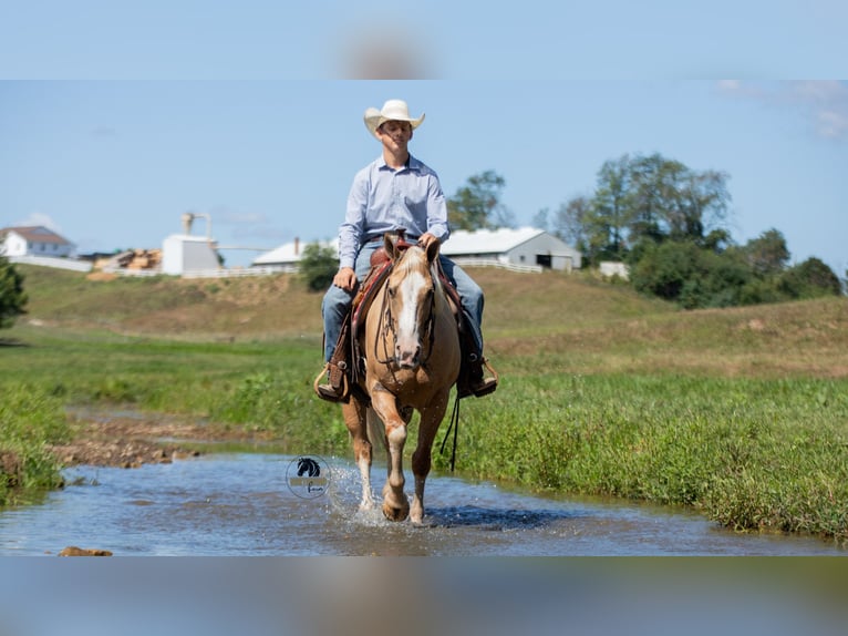 American Quarter Horse Gelding 8 years 15,1 hh in Fredericksburg