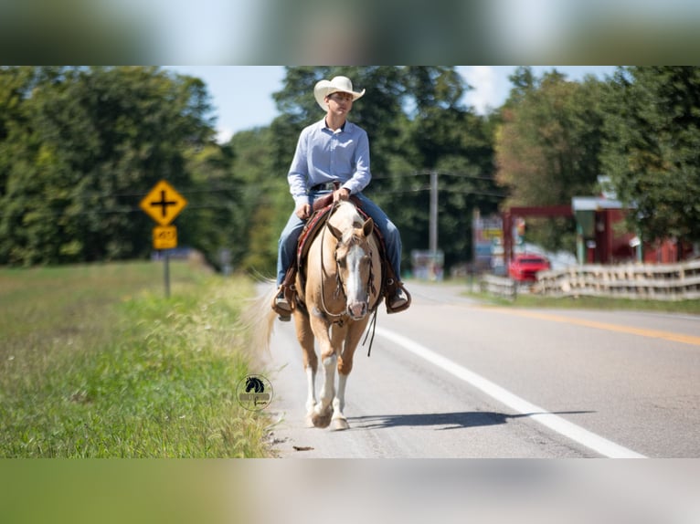 American Quarter Horse Gelding 8 years 15,1 hh in Fredericksburg