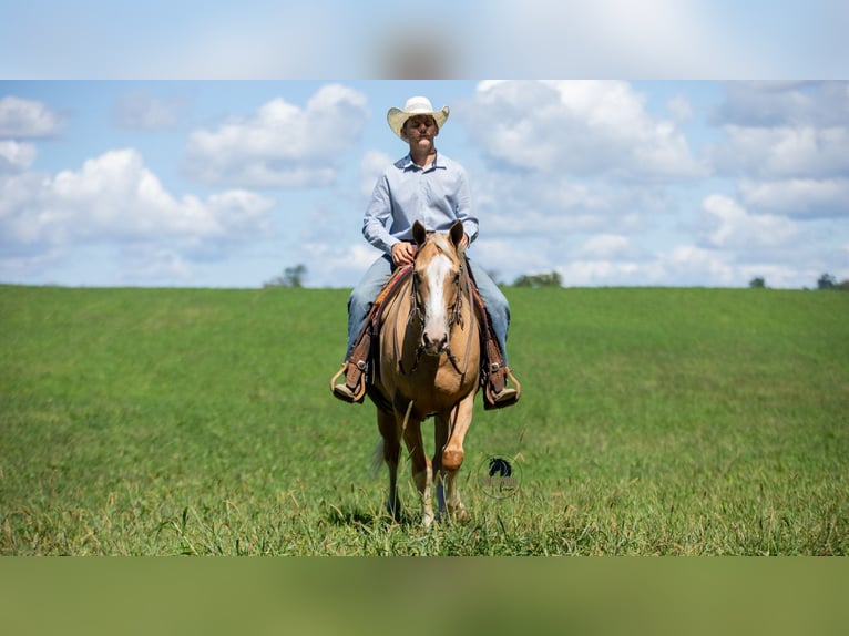 American Quarter Horse Gelding 8 years 15,1 hh in Fredericksburg