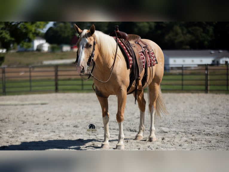 American Quarter Horse Gelding 8 years 15,1 hh in Fredericksburg