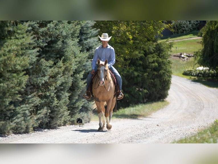 American Quarter Horse Gelding 8 years 15,1 hh in Fredericksburg