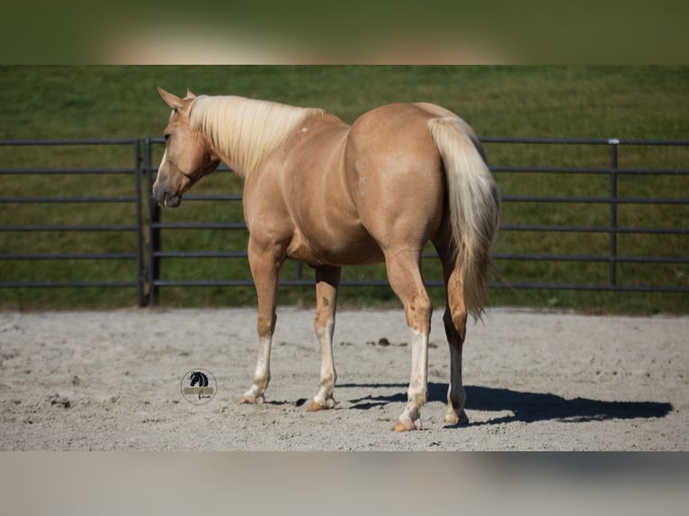 American Quarter Horse Gelding 8 years 15,1 hh in Fredericksburg