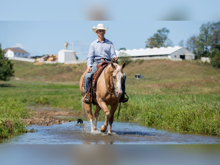 American Quarter Horse Gelding 8 years 15,1 hh in Fredericksburg