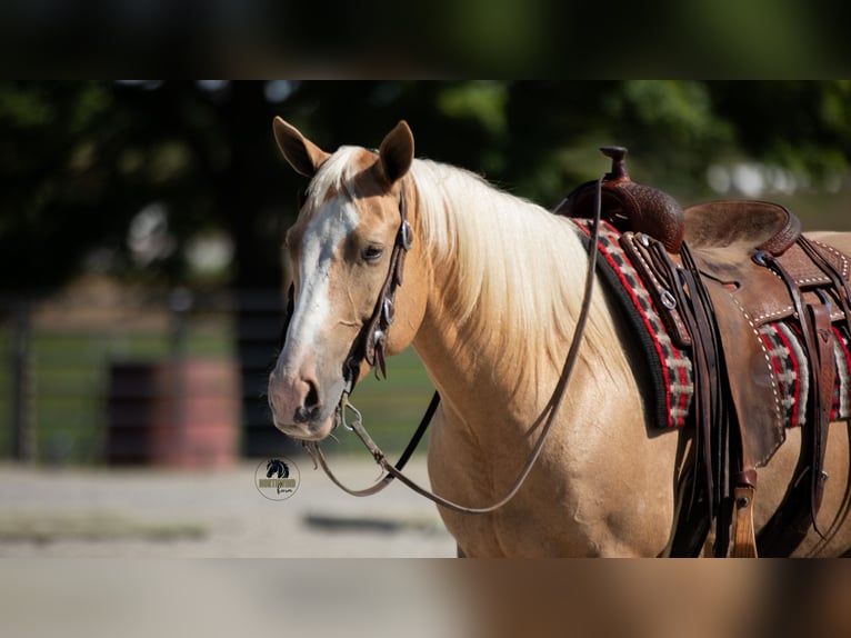 American Quarter Horse Gelding 8 years 15,1 hh in Fredericksburg
