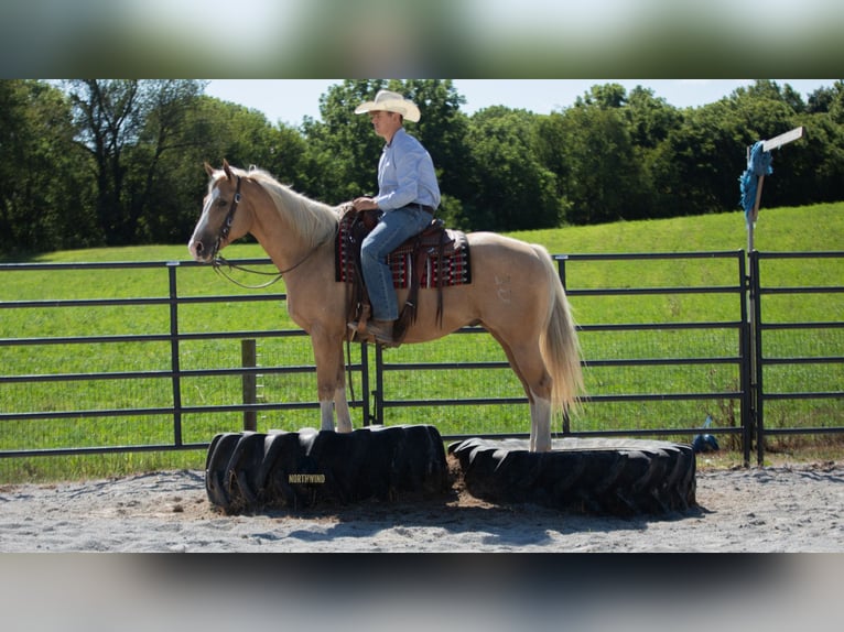 American Quarter Horse Gelding 8 years 15,1 hh in Fredericksburg