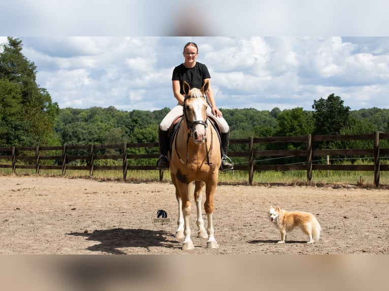 American Quarter Horse Gelding 8 years 15,1 hh in Fredericksburg