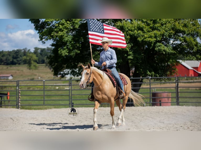 American Quarter Horse Gelding 8 years 15,1 hh in Fredericksburg