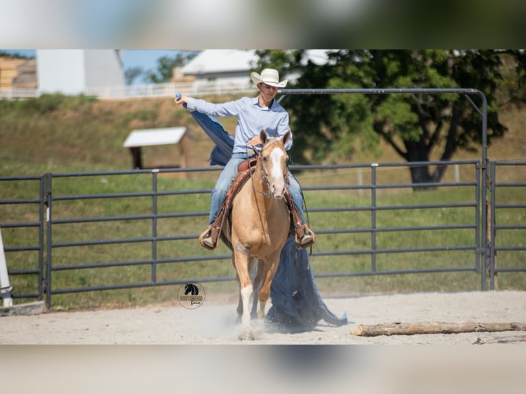 American Quarter Horse Gelding 8 years 15,1 hh in Fredericksburg