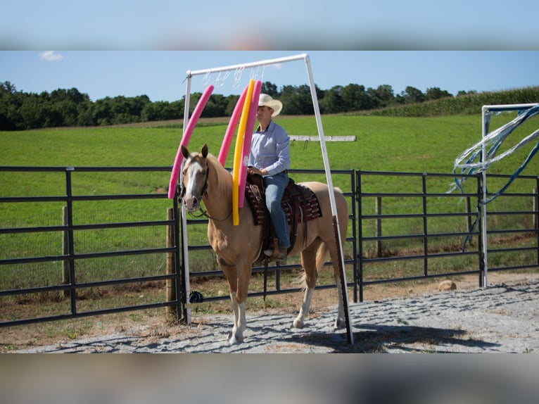 American Quarter Horse Gelding 8 years 15,1 hh in Fredericksburg