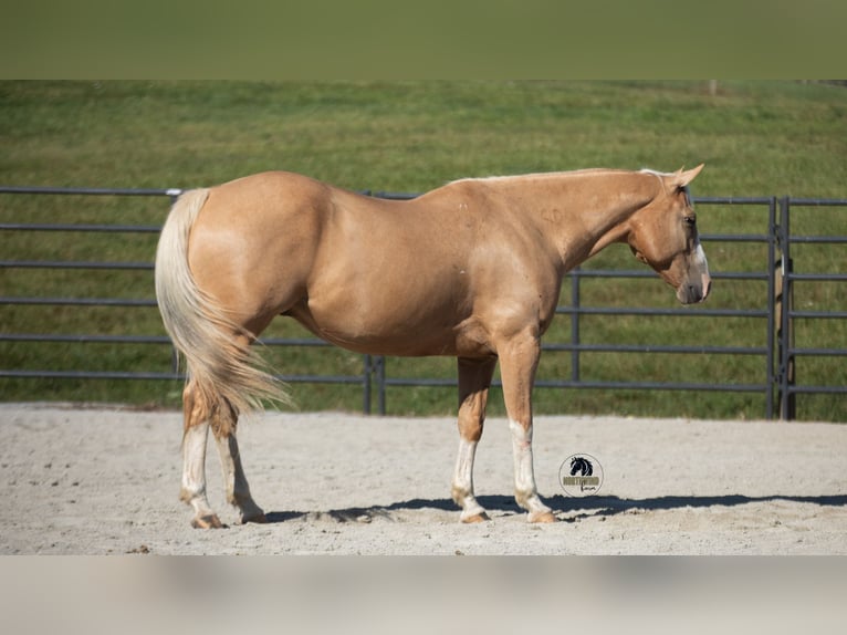 American Quarter Horse Gelding 8 years 15,1 hh in Fredericksburg